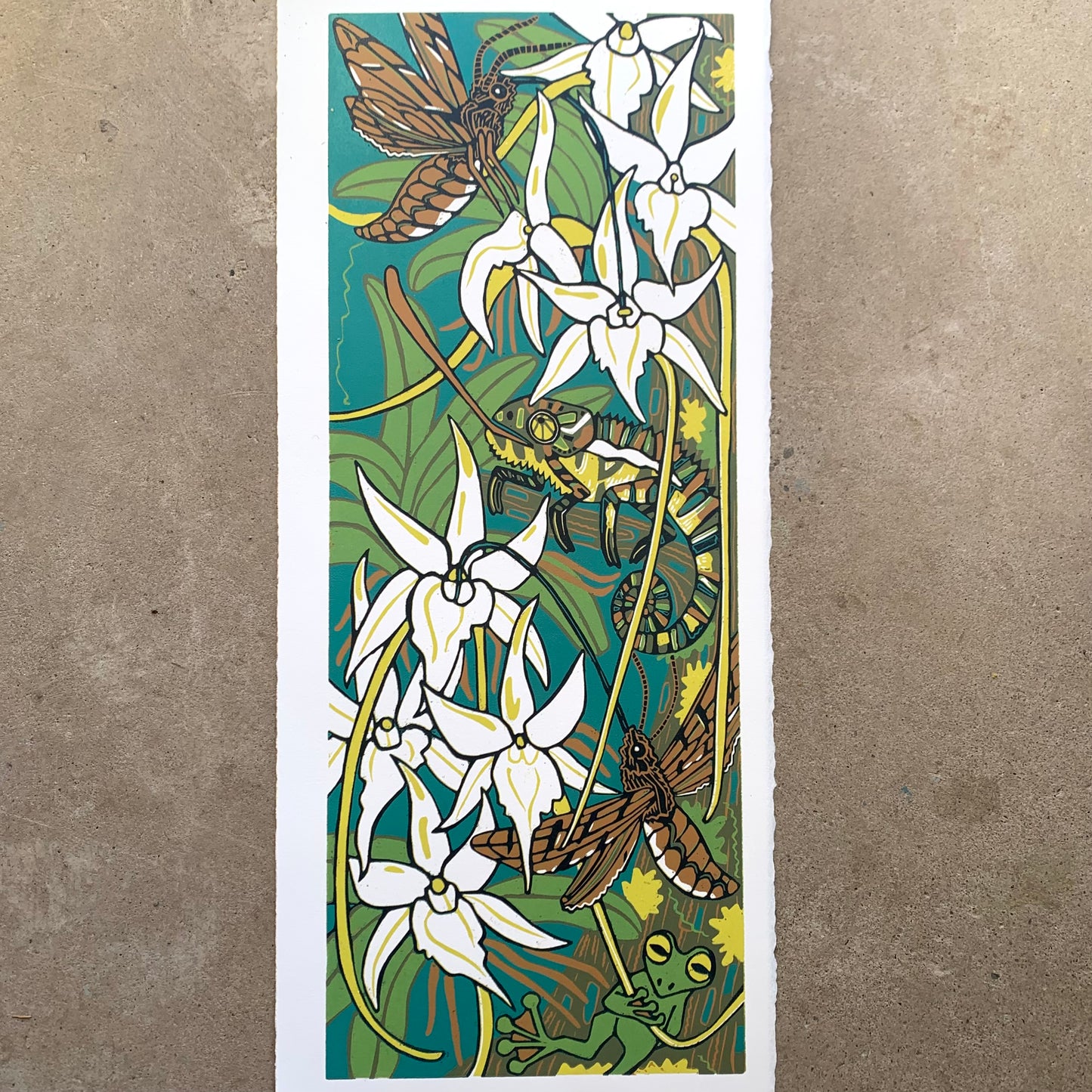 Madagascar orchid and hawkmoth original woodcut